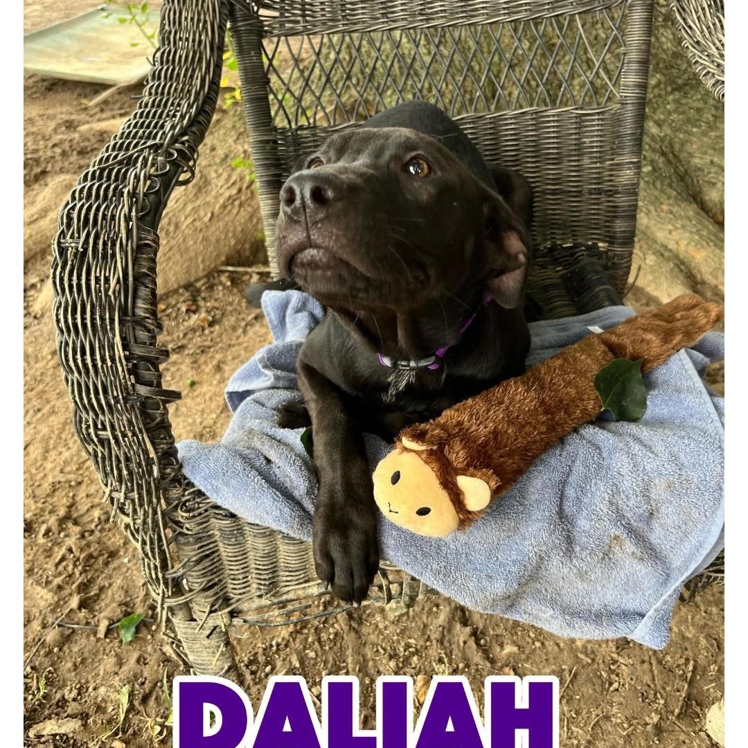 Enlarge DALHIA, a ADOPTABLE Labrador Retriever in Kaplan, LA image 2/4