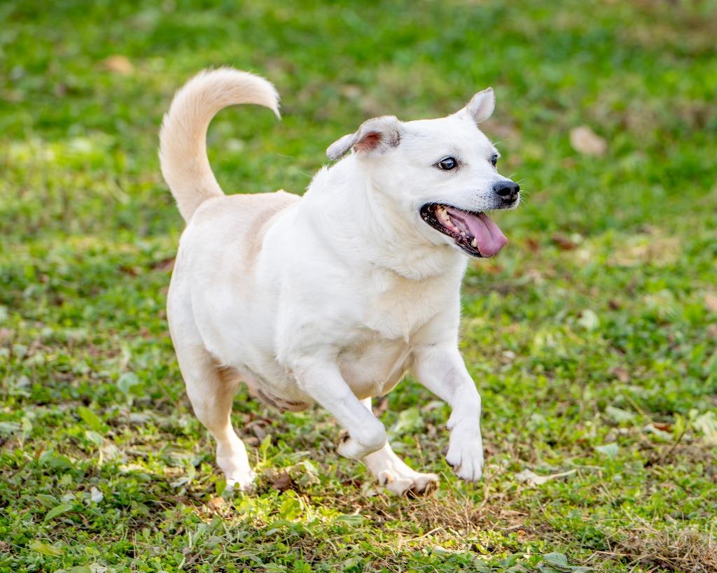 Enlarge Angel, a Adoptable mixed breed in Hyde Park, NY image 2/6