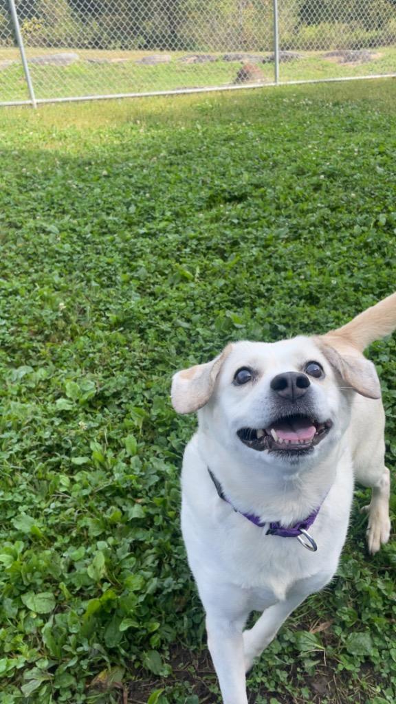 Enlarge Angel, a Adoptable mixed breed in Hyde Park, NY image 6/6