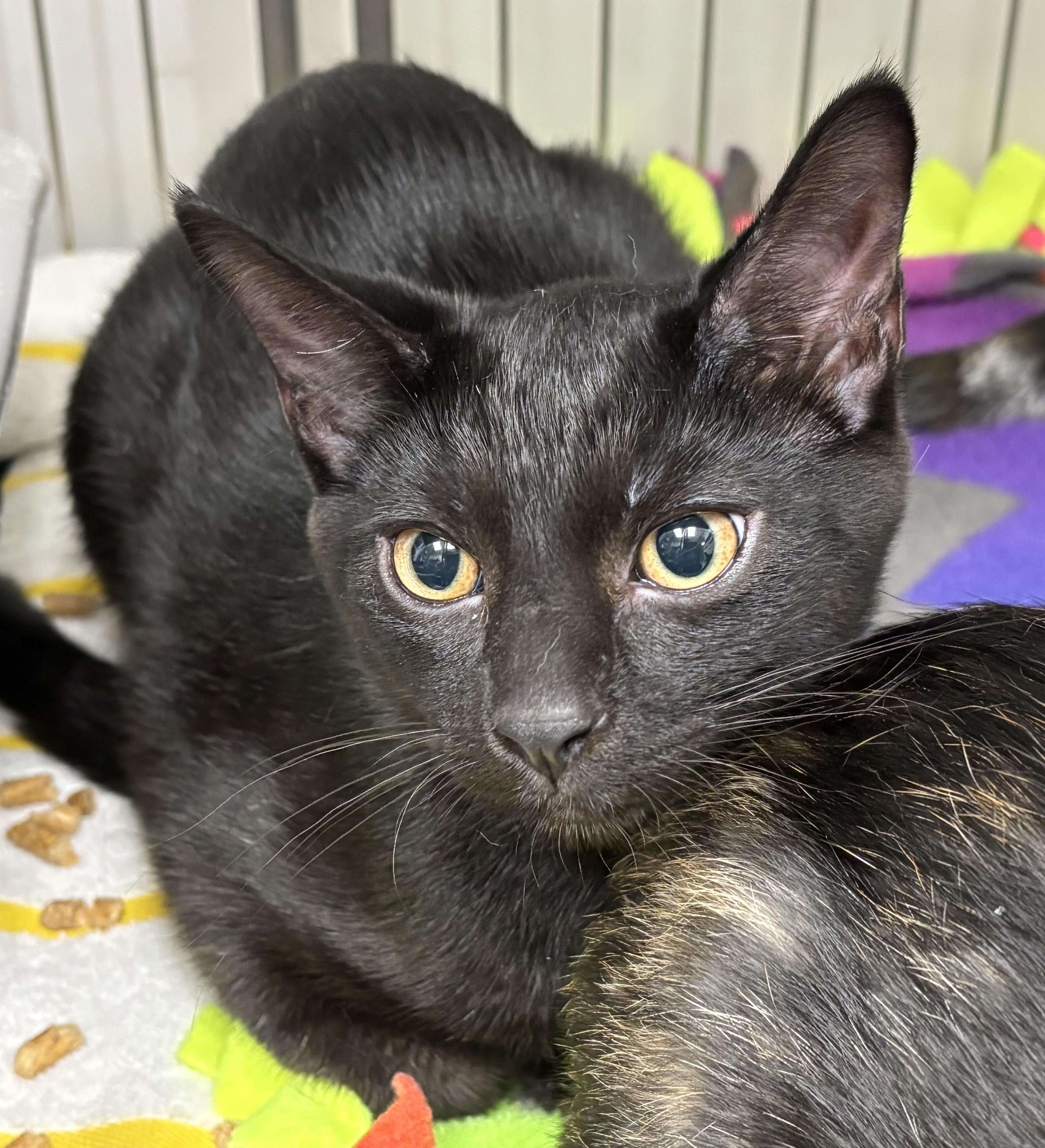 Jack, a Adoptable mixed breed in Danville, IN image 1/2
