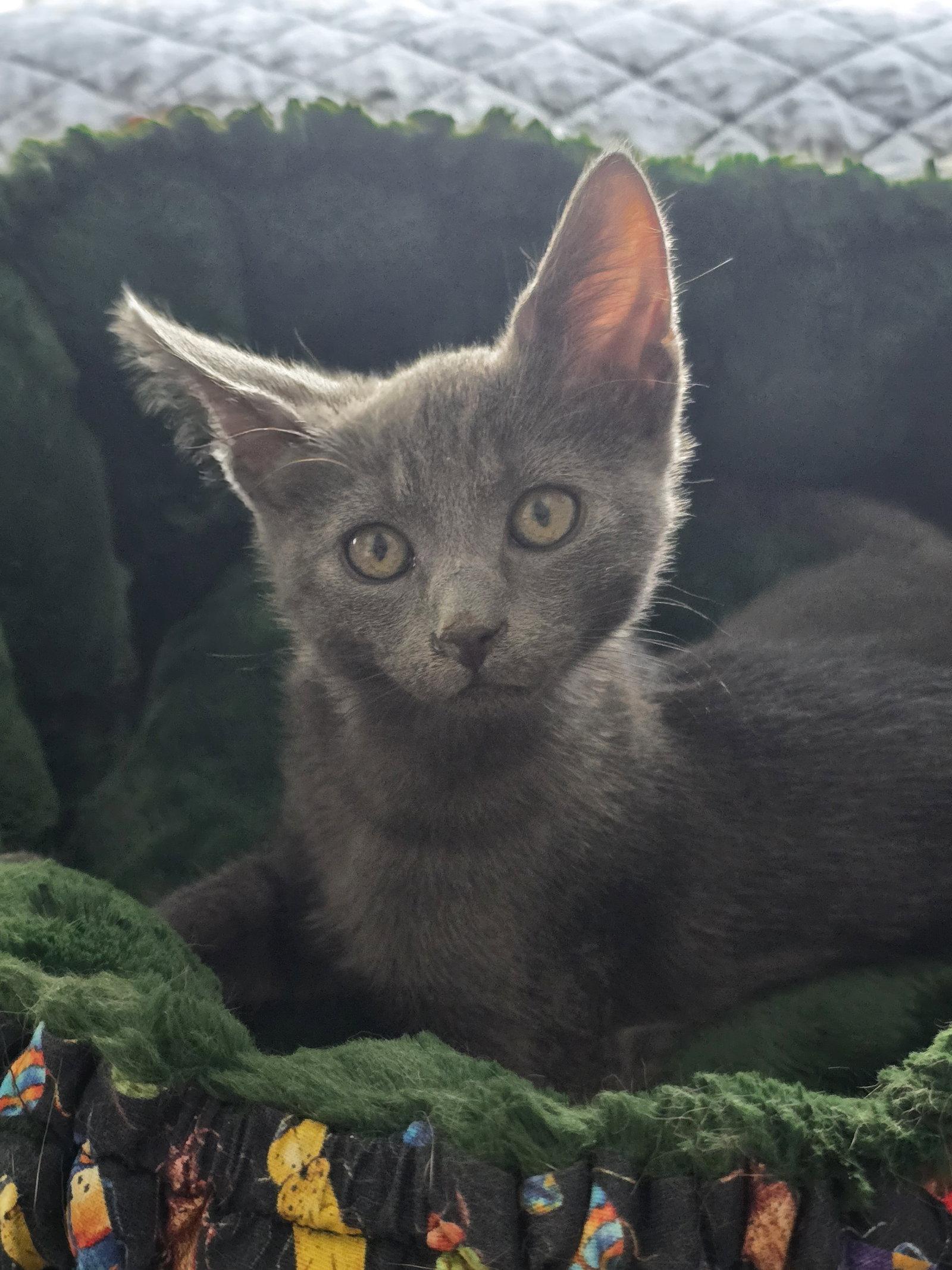 Enlarge Footloose Finn, a Adopted Domestic Short Hair in Glendale, AZ image 1/3