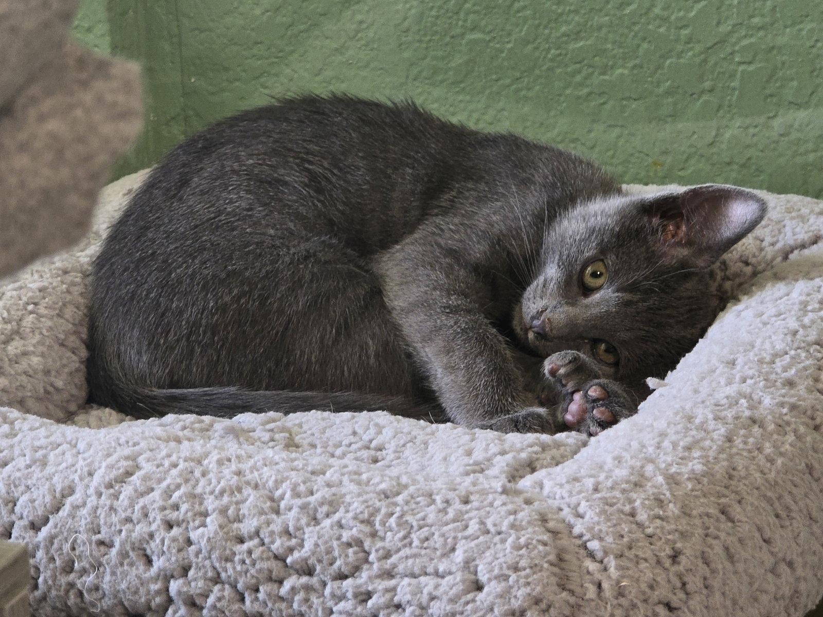 Enlarge Footloose Finn, a Adopted Domestic Short Hair in Glendale, AZ image 2/3