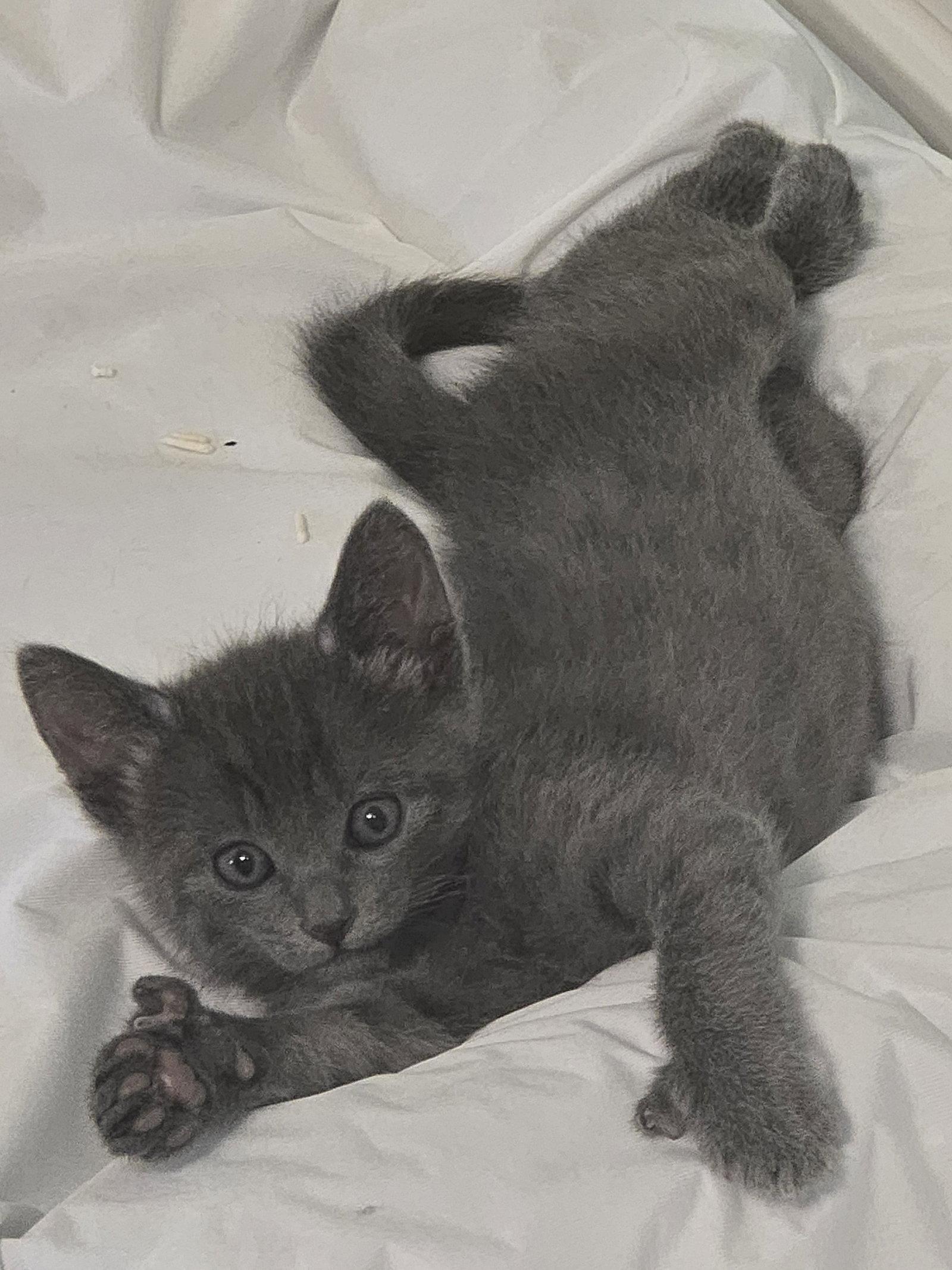 Enlarge Footloose Finn, a Adopted Domestic Short Hair in Glendale, AZ image 3/3