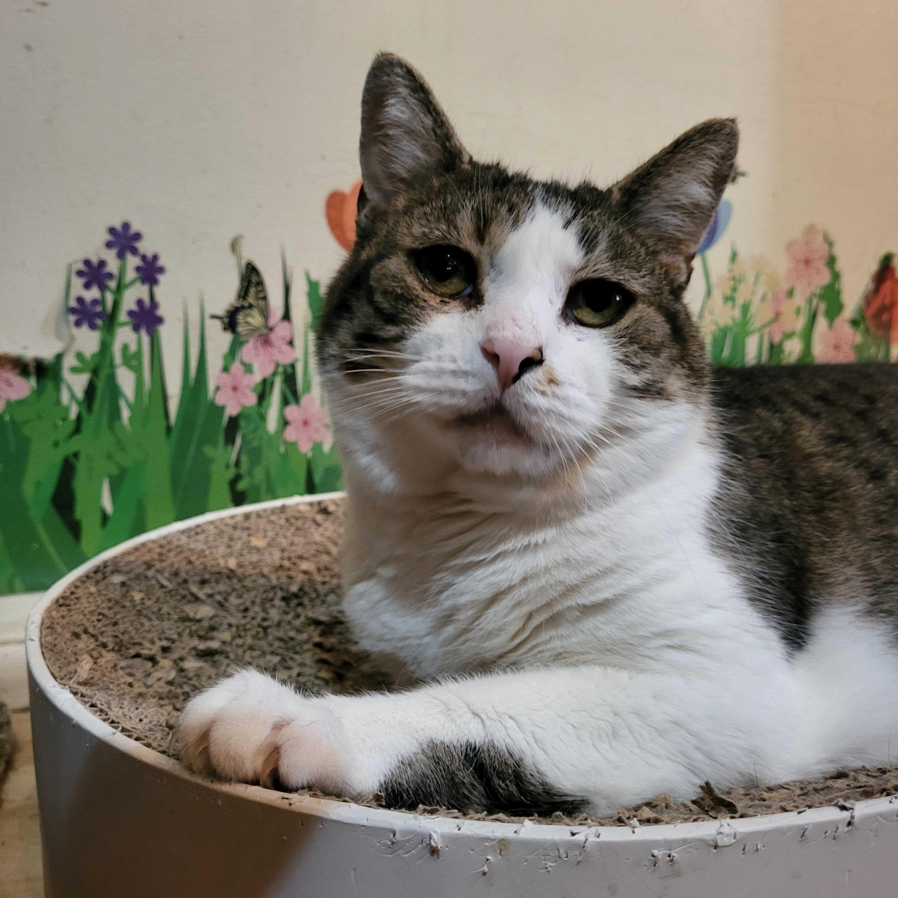 Enlarge Kennedy, a ADOPTABLE Domestic Short Hair in East Brunswick, NJ image 6/6