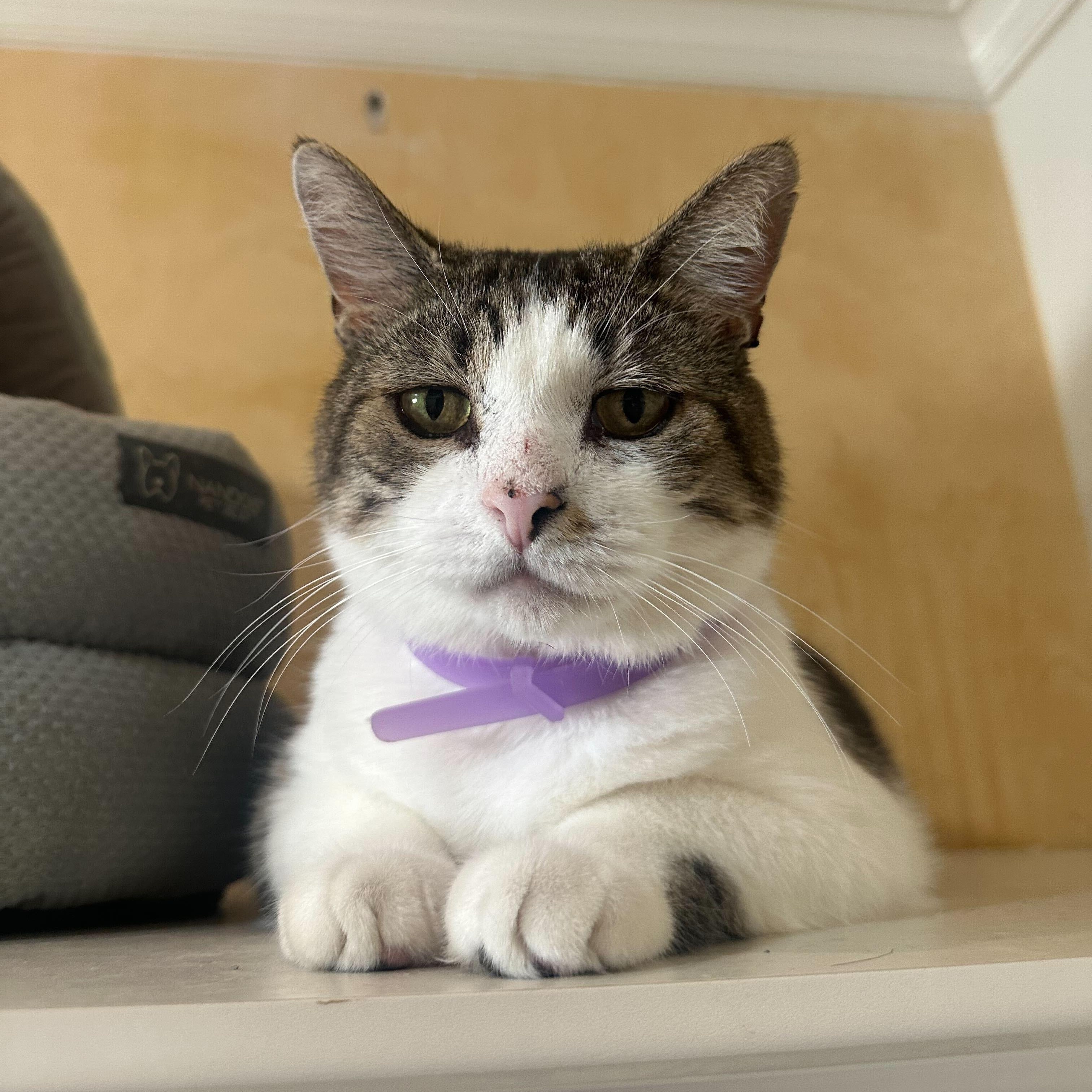 Enlarge Kennedy, a ADOPTABLE Domestic Short Hair in East Brunswick, NJ image 6/6