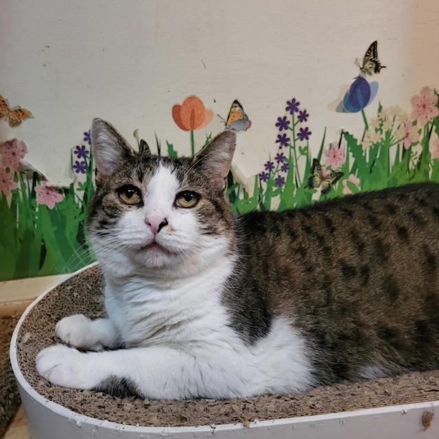Kennedy, ADOPTABLE, Adult Male Domestic Short Hair.