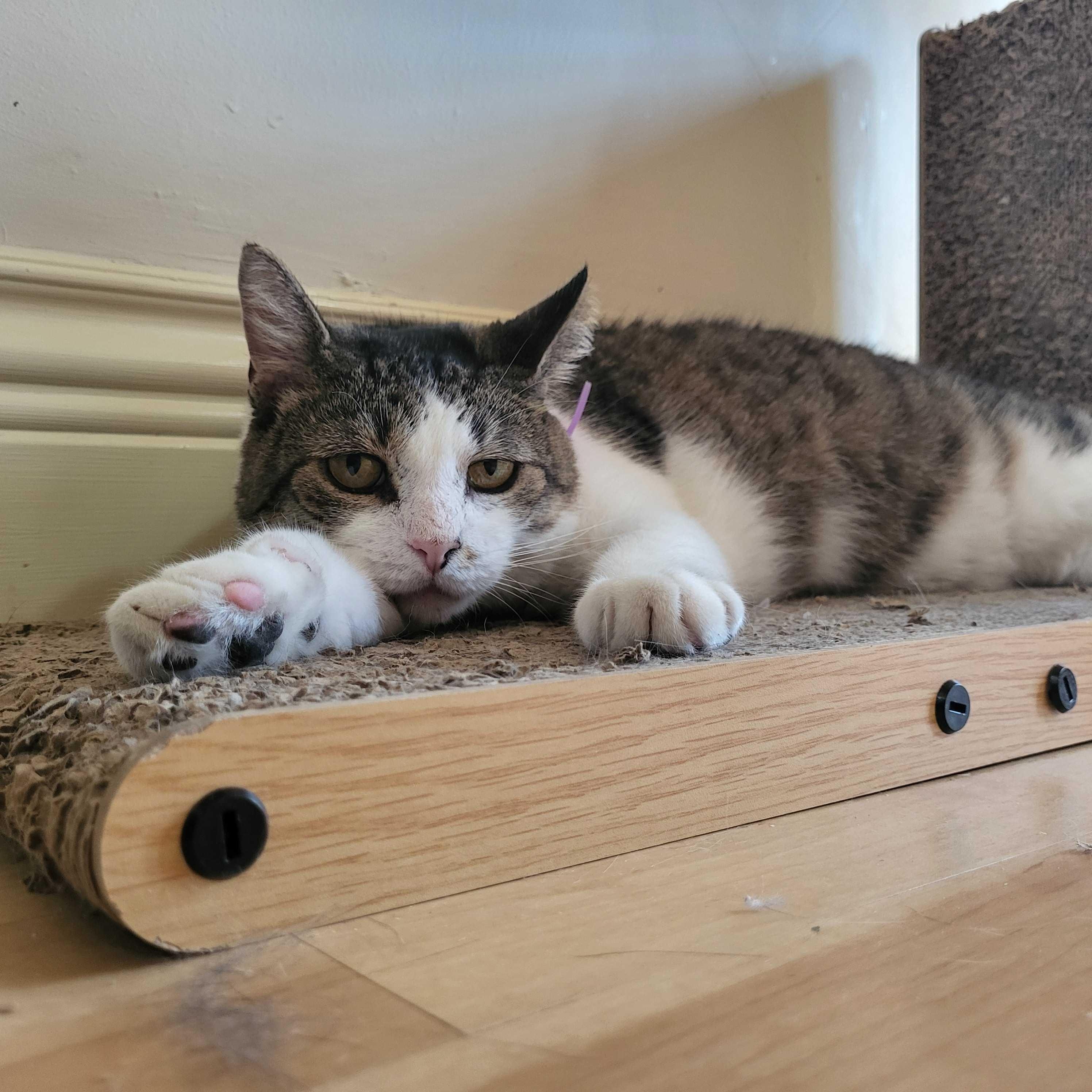 Kennedy, ADOPTABLE, Adult Male Domestic Short Hair.