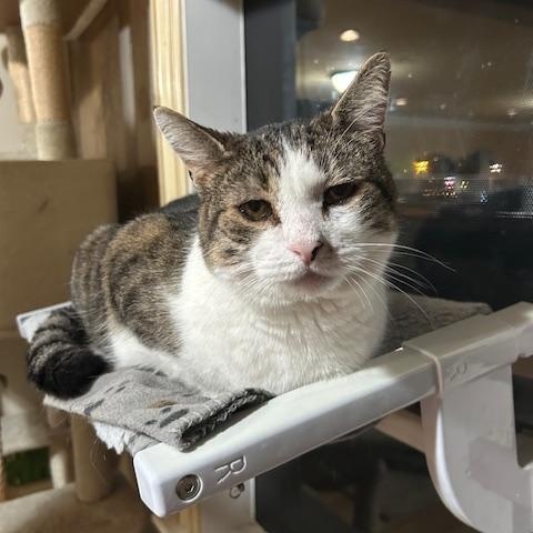Enlarge Kennedy, a ADOPTABLE Domestic Short Hair in East Brunswick, NJ image 2/6
