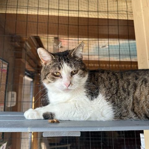 Enlarge Kennedy, a ADOPTABLE Domestic Short Hair in East Brunswick, NJ image 3/6