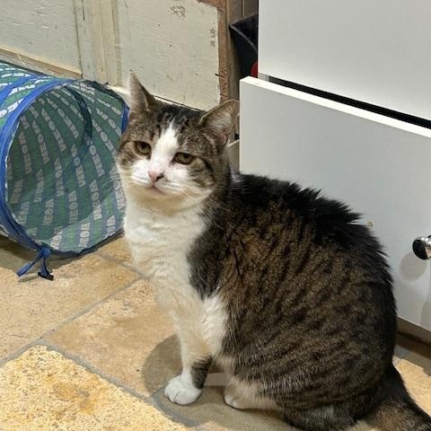 Enlarge Kennedy, a ADOPTABLE Domestic Short Hair in East Brunswick, NJ image 5/6