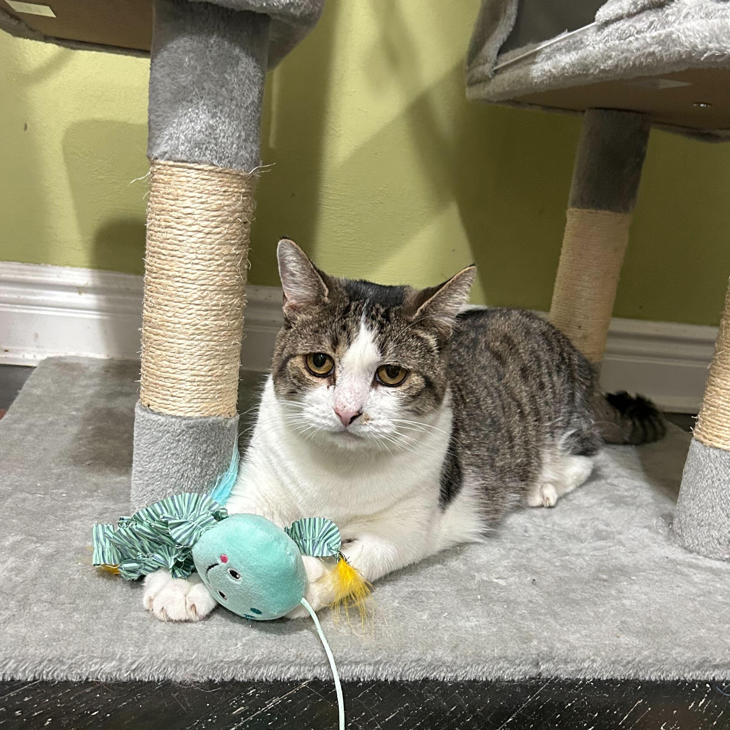 Kennedy, a ADOPTABLE Domestic Short Hair in East Brunswick, NJ image 6/6