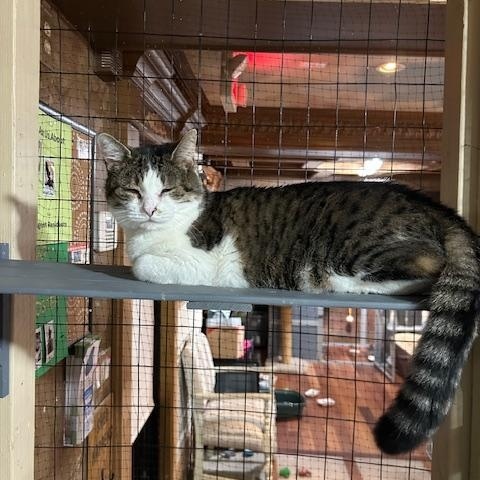 Enlarge Kennedy, a ADOPTABLE Domestic Short Hair in East Brunswick, NJ image 4/6