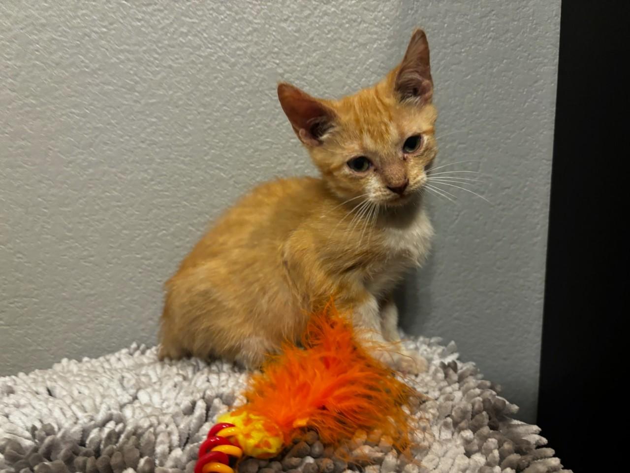 Enlarge Bati, a Adoptable Domestic Short Hair in Mansfield, TX image 2/2