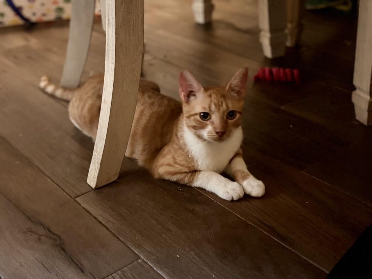 Enlarge Bati, a Adoptable Domestic Short Hair in Mansfield, TX image 1/2