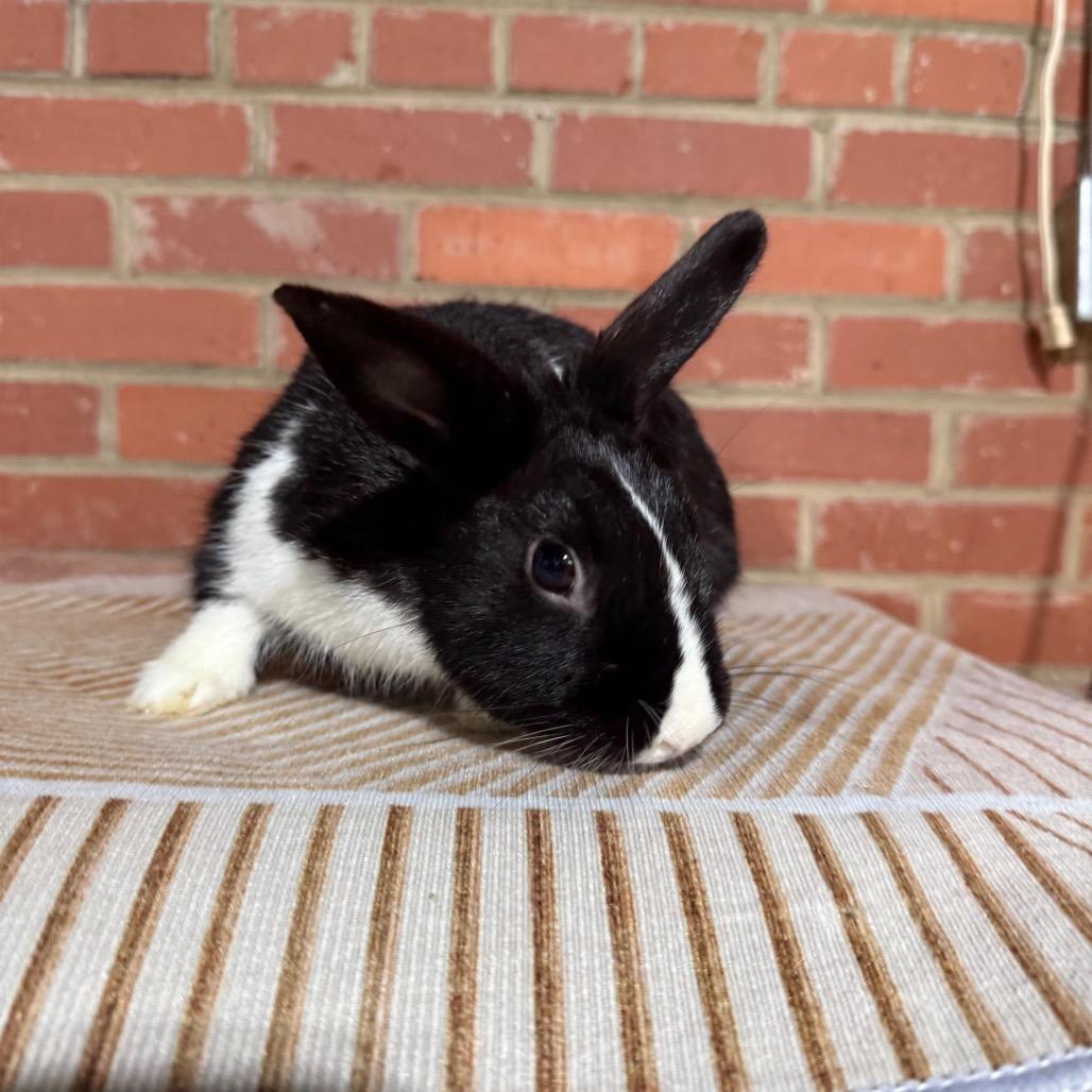Enlarge Chocolate Chip, a Adoptable Dutch in Winston-Salem, NC image 1/1