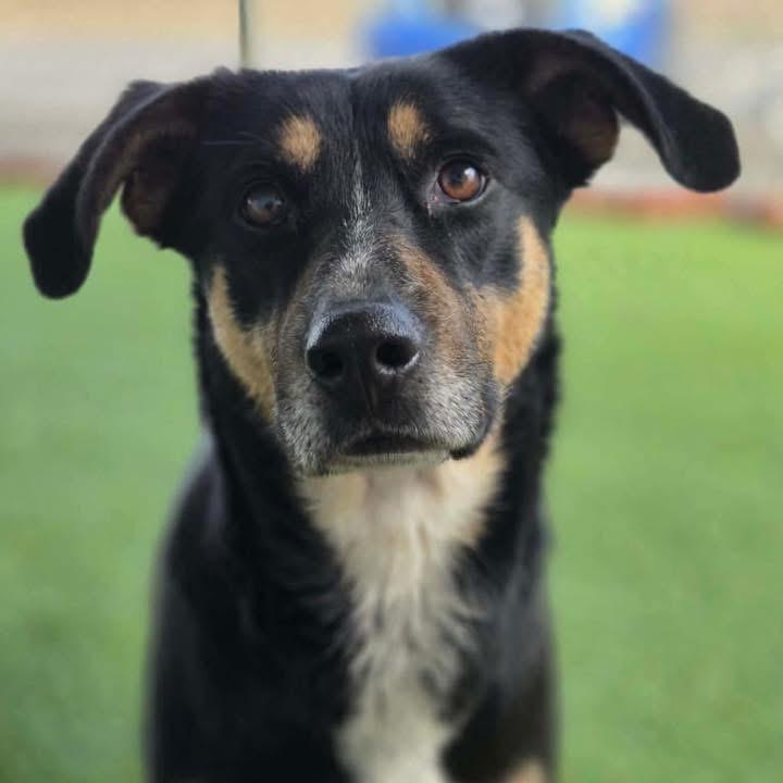 Betsy, Adoptable, Adult Female Shepherd.