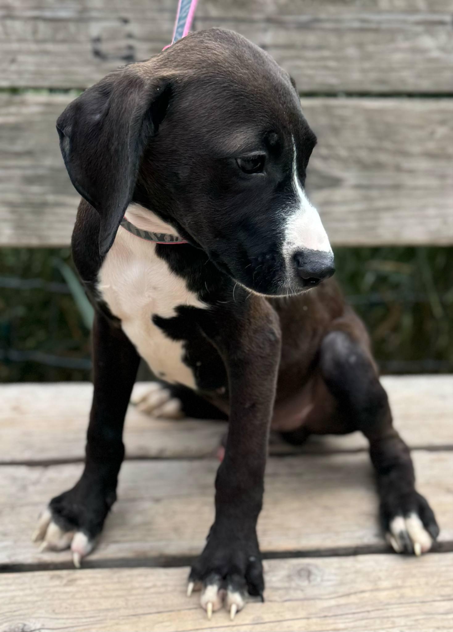 Squirt, a Adoptable mixed breed in Parsippany, NJ image 1/4