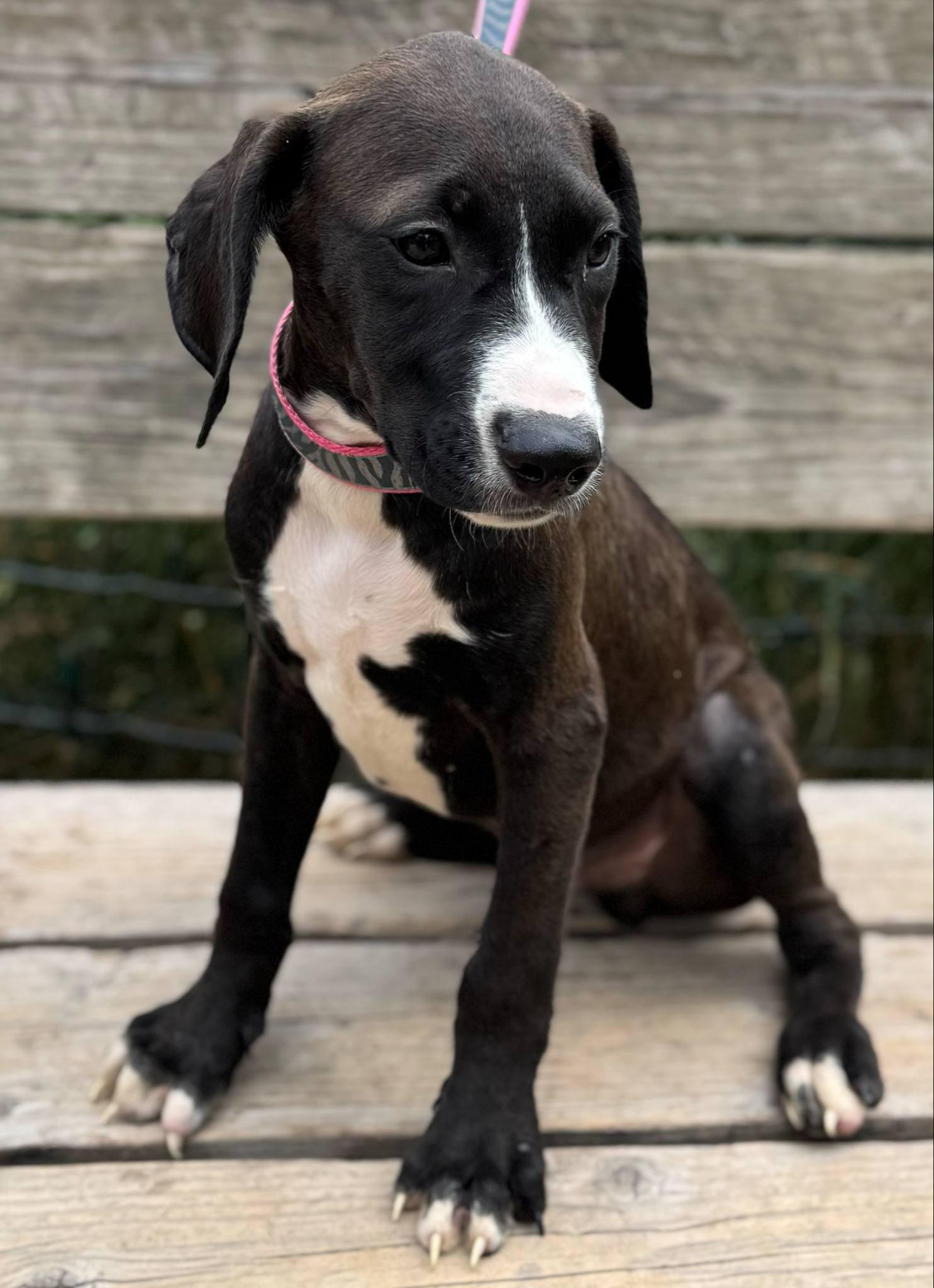 Squirt, a Adoptable mixed breed in Parsippany, NJ image 2/4