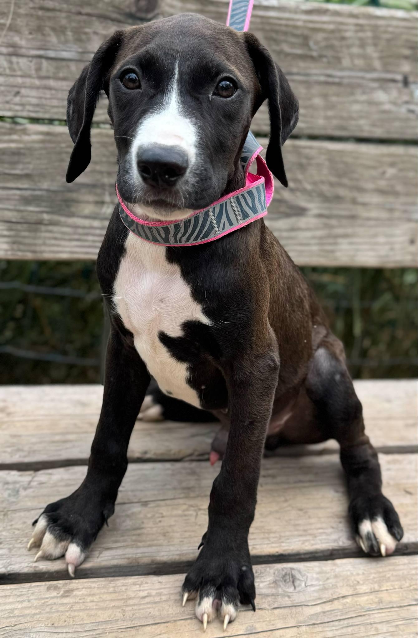 Squirt, a Adoptable mixed breed in Parsippany, NJ image 3/4