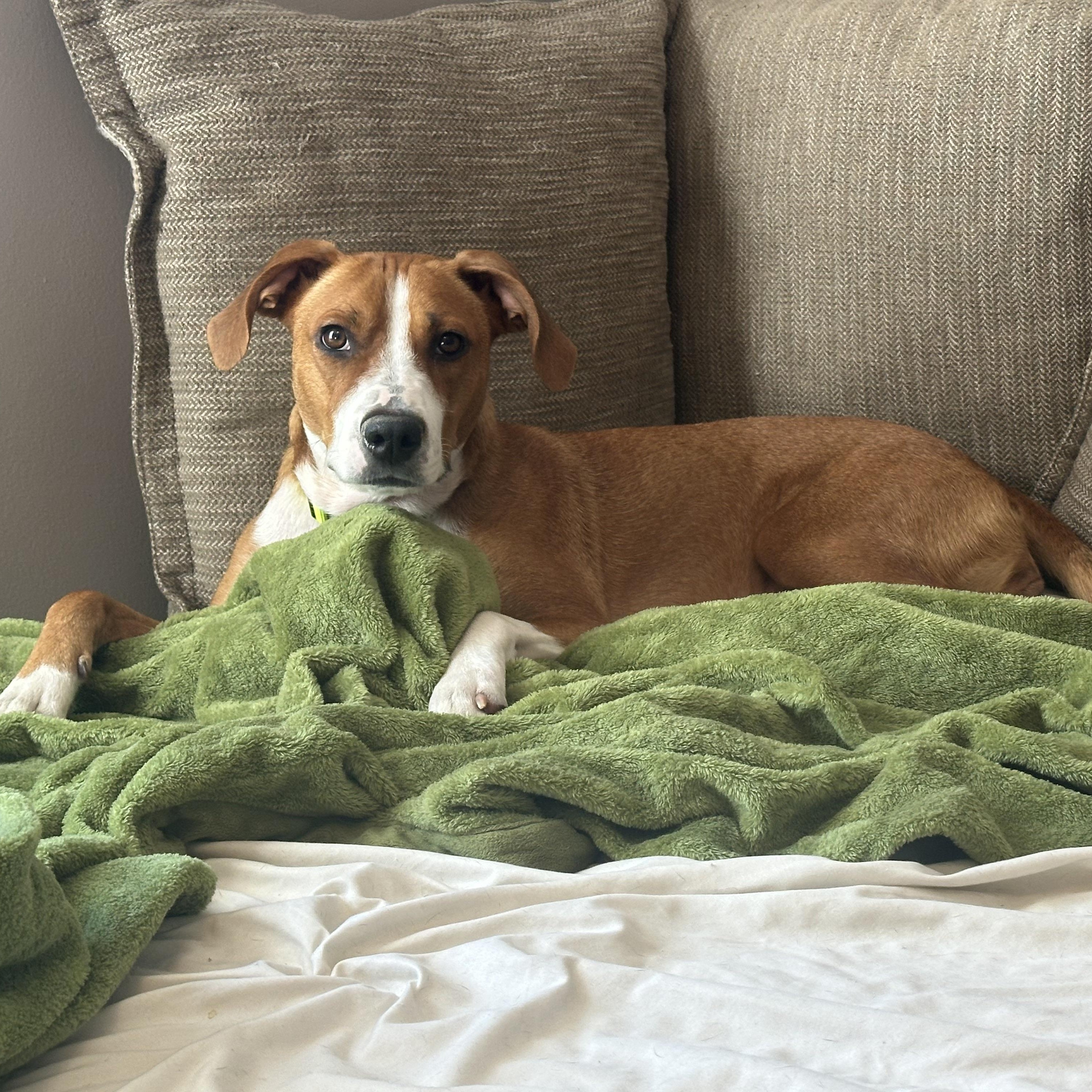 Mae, Adoptable, Adult Female Hound.