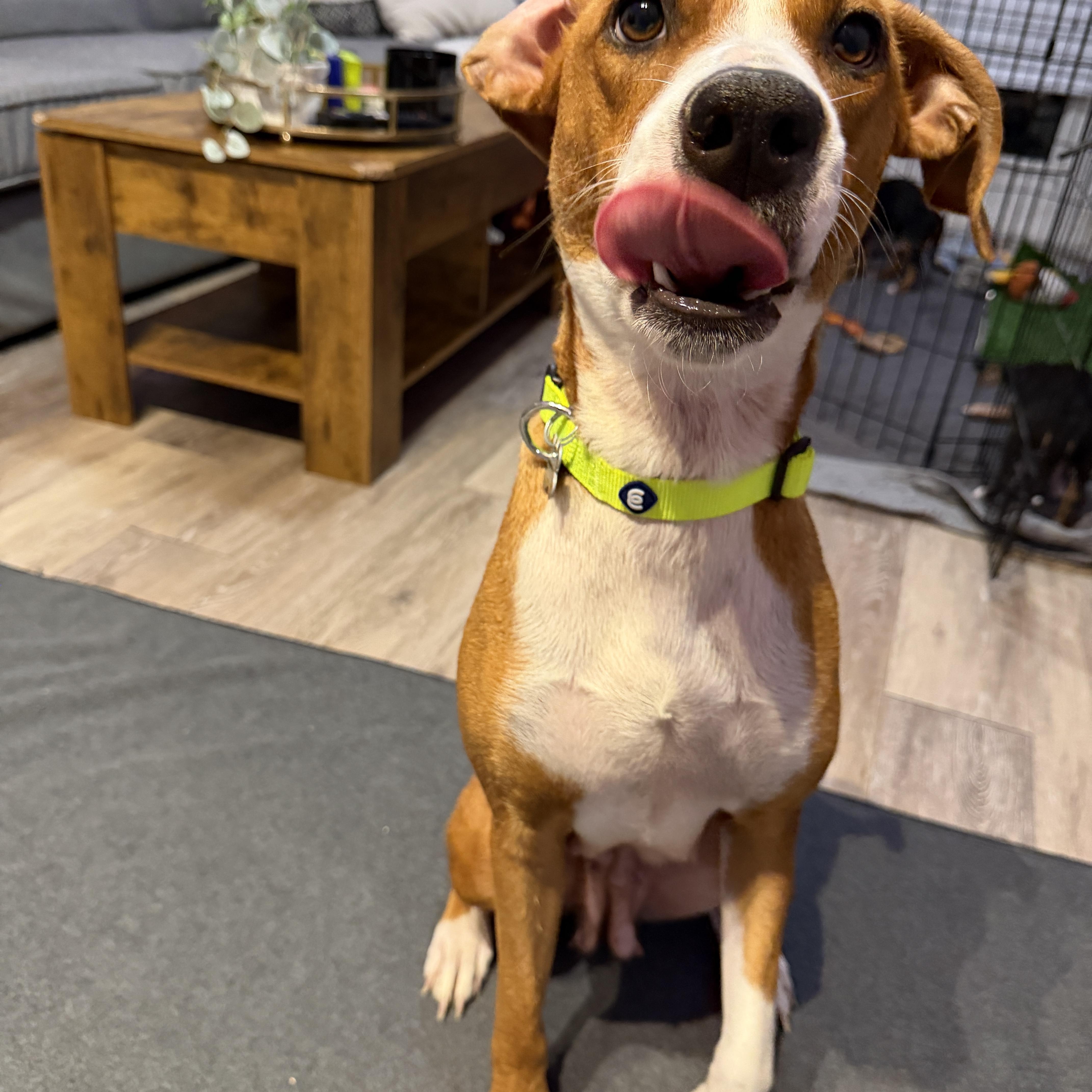 Enlarge Mae, a Adoptable mixed breed in Charlotte, NC image 2/2