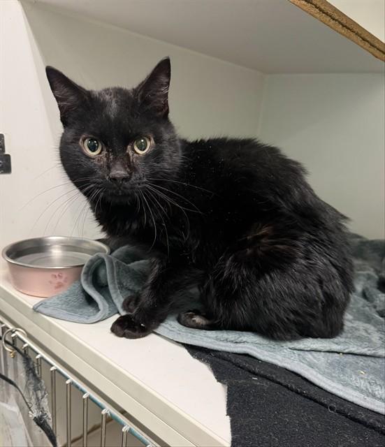 MIKEY, Adoptable, Adult Male Domestic Short Hair.