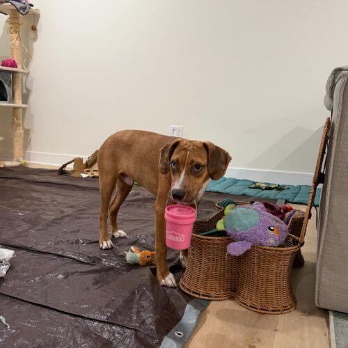 Alfie, Adoptable, Young Male Hound & Mixed Breed.