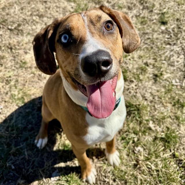 Enlarge Alfie, a Adoptable mixed breed in Fishers, IN image 2/6
