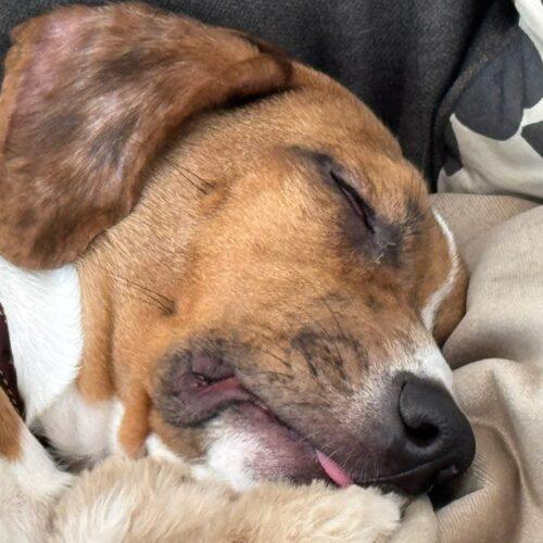 Enlarge Alfie, a Adoptable mixed breed in Fishers, IN image 3/6