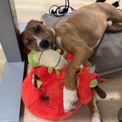 Enlarge Alfie, a Adoptable mixed breed in Fishers, IN image 4/6