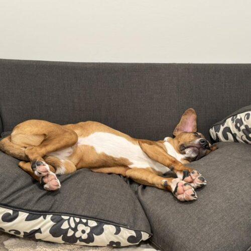 Enlarge Alfie, a Adoptable mixed breed in Fishers, IN image 5/6