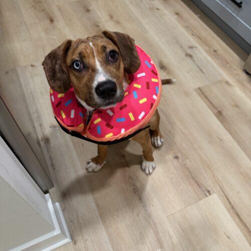 Enlarge Alfie, a Adoptable mixed breed in Fishers, IN image 6/6