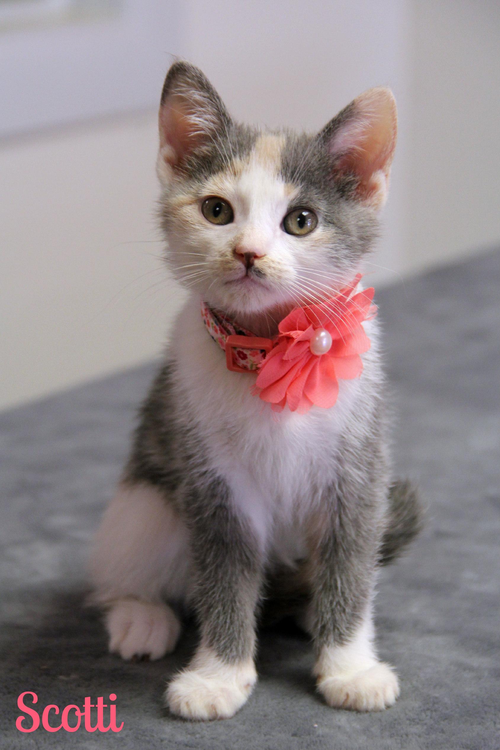 Enlarge Scotti, a ADOPTABLE Domestic Short Hair in Vinton, IA image 1/1