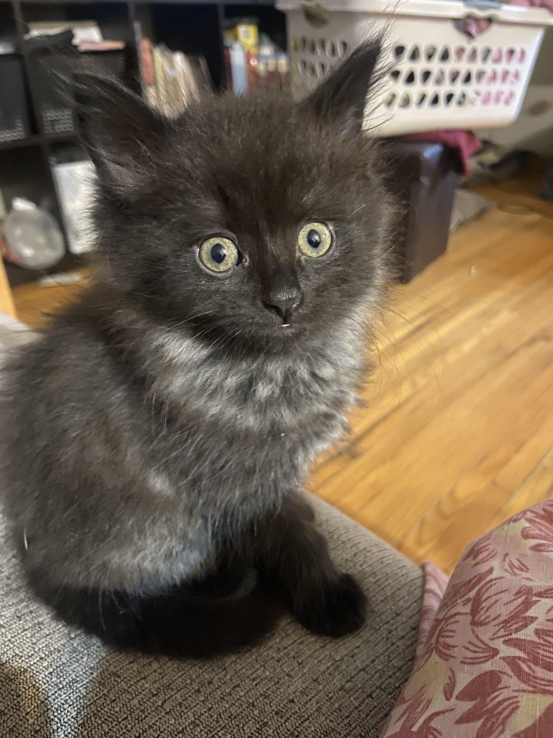 Enlarge Green Apple, a Adoptable Domestic Medium Hair in Calgary, AB image 1/1