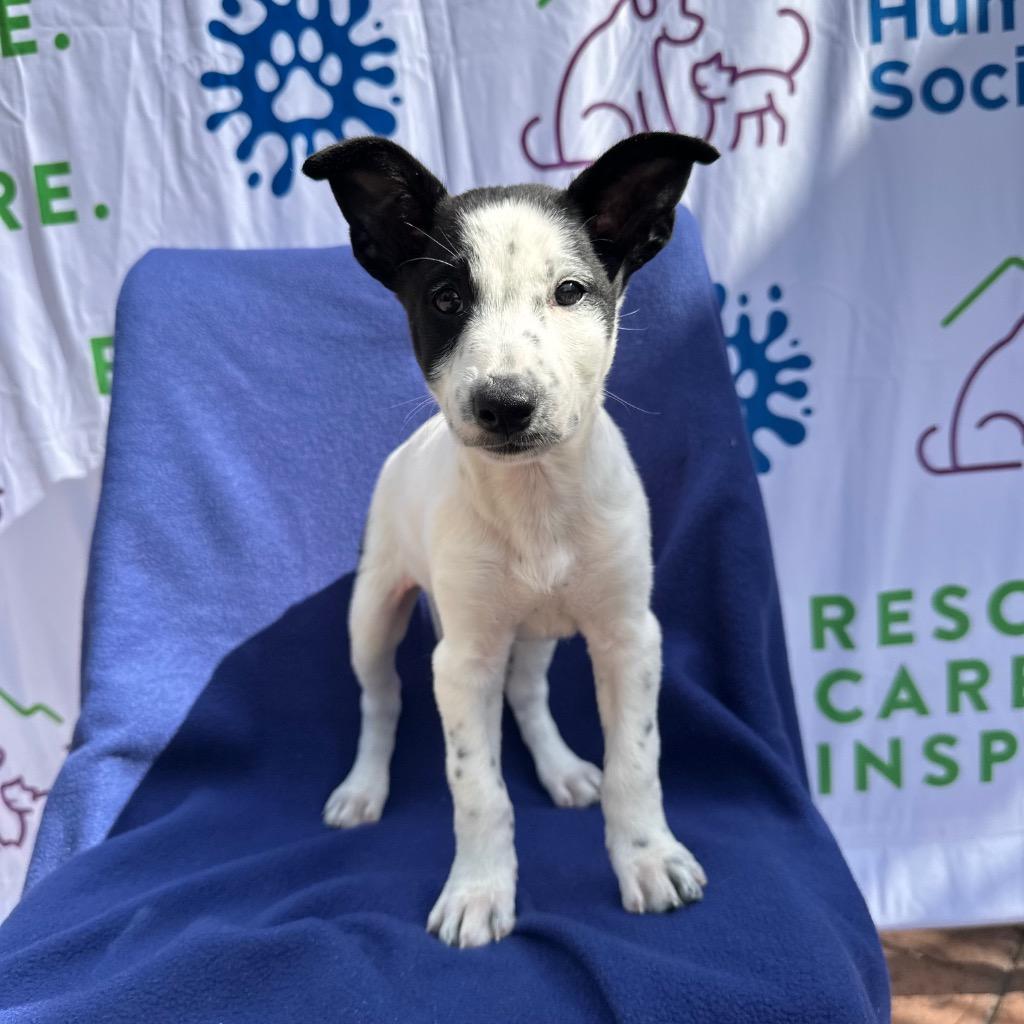 Enlarge Liesl, a Adoptable mixed breed in Logan, UT image 1/1