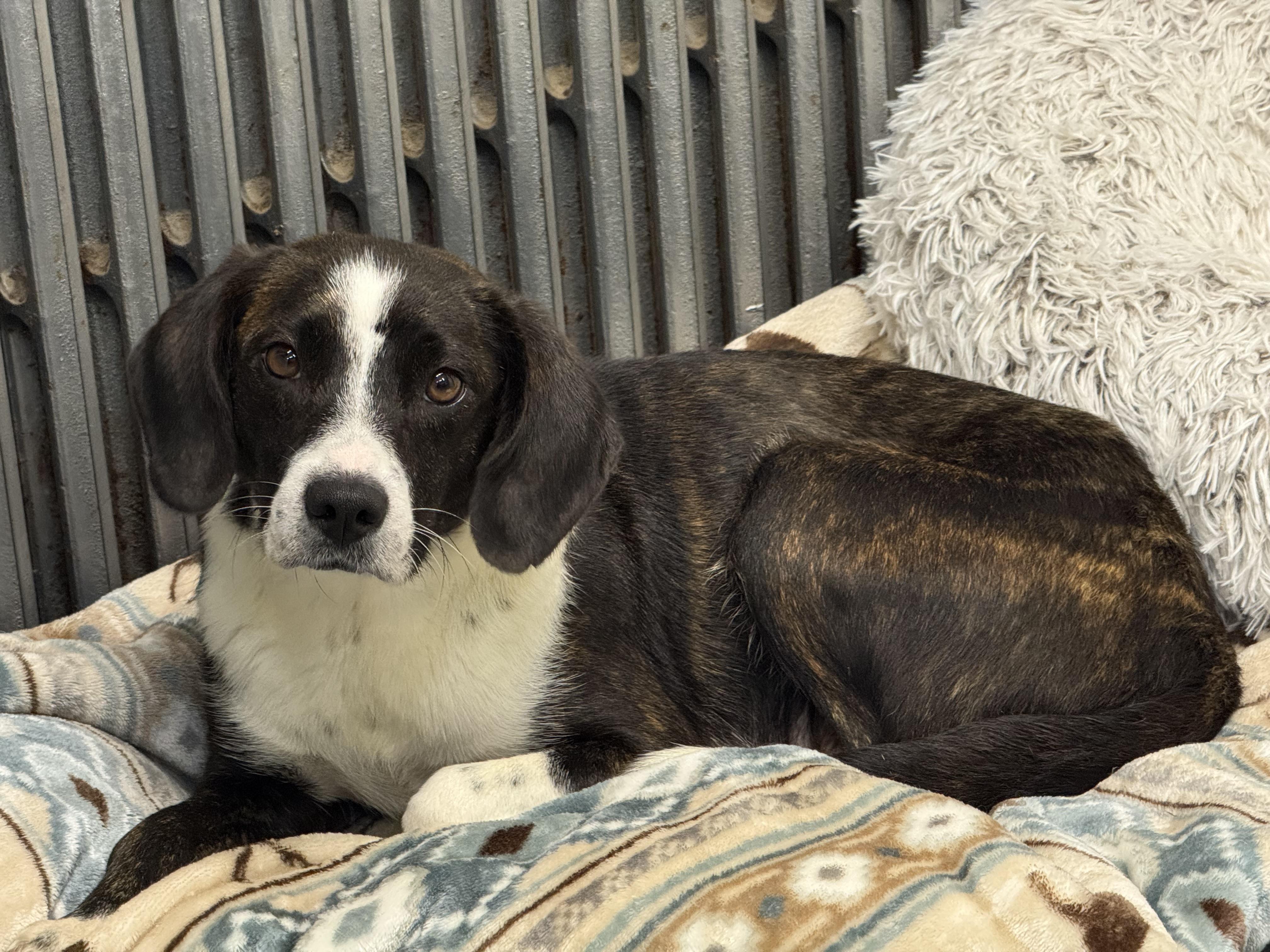 Enlarge Birdie, an adopted mixed breed in Delhi, NY image 2/2