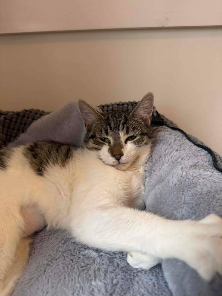 Raven, ADOPTABLE, Young Female Domestic Short Hair.