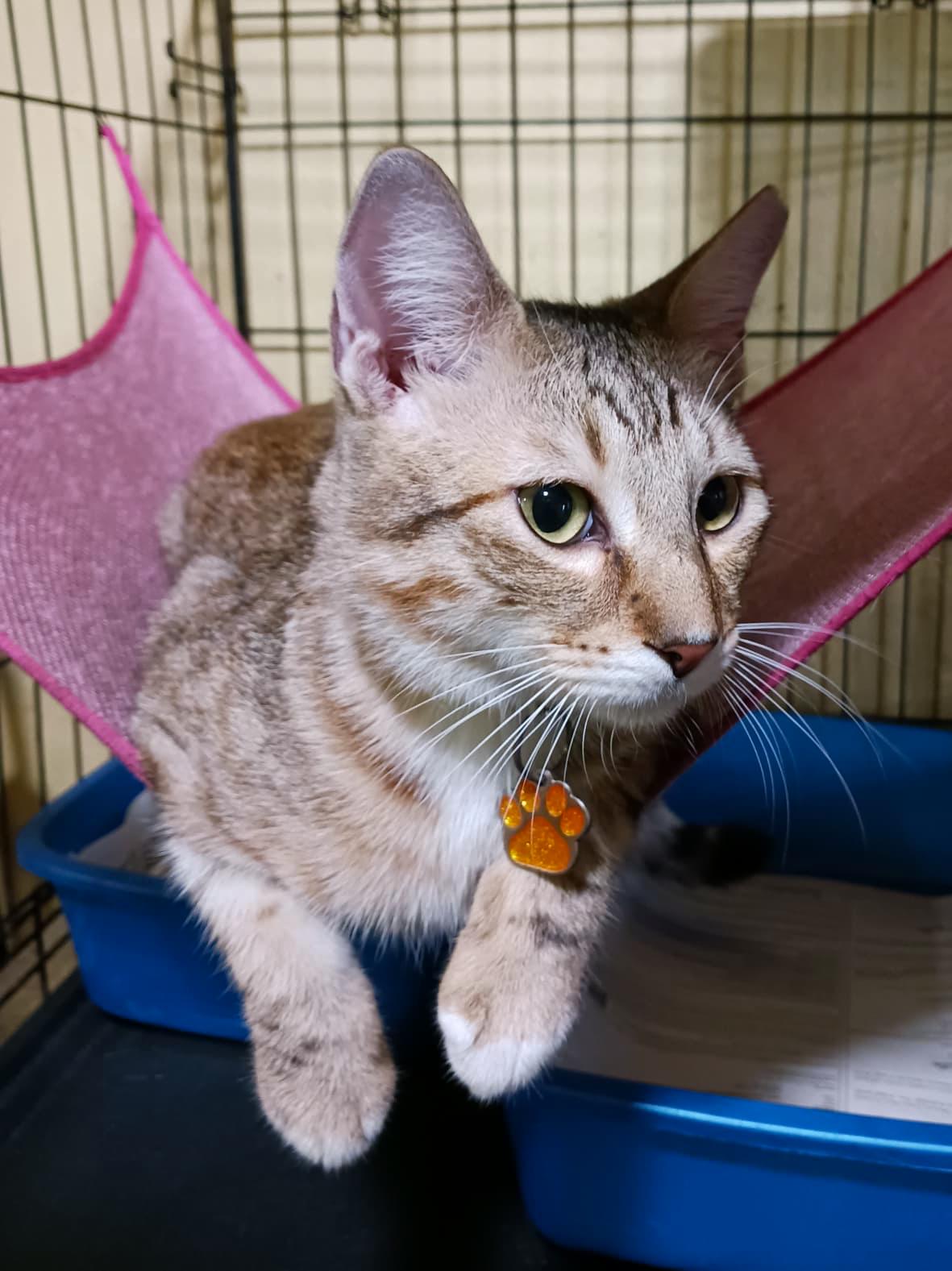 Echo, Adoptable, Young Male Tabby.