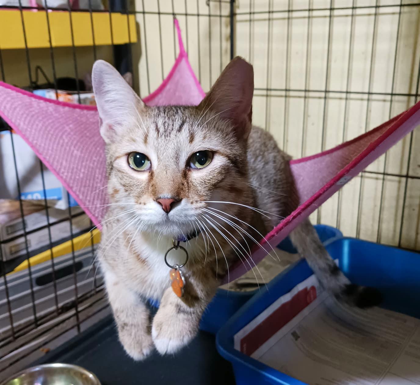 Enlarge Echo, a Adoptable Tabby in Boston, MA image 5/5