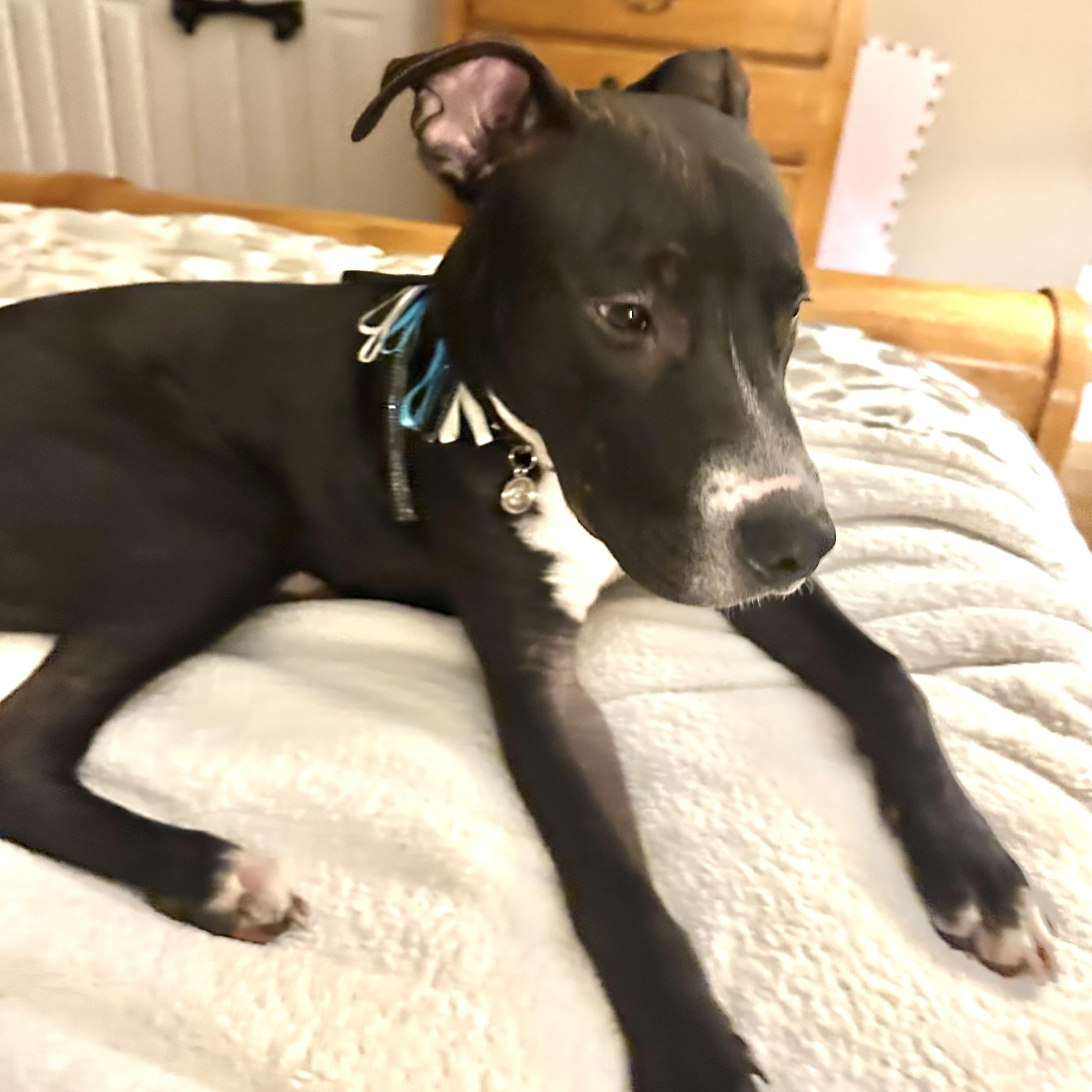 Enlarge Marley, a ADOPTABLE mixed breed in Mount Prospect, IL image 5/6