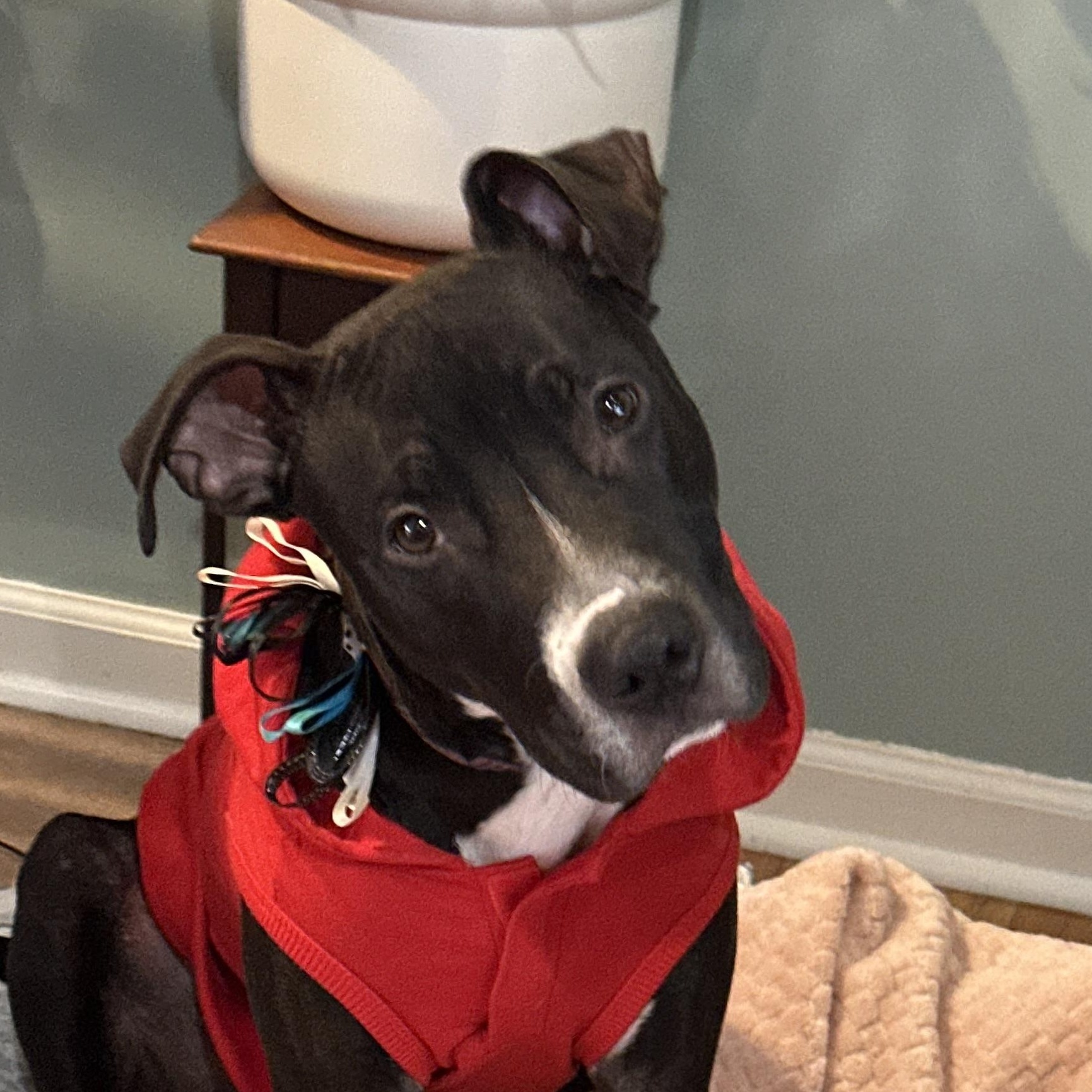 Marley, ADOPTABLE, Puppy Male Pit Bull Terrier & Greyhound.