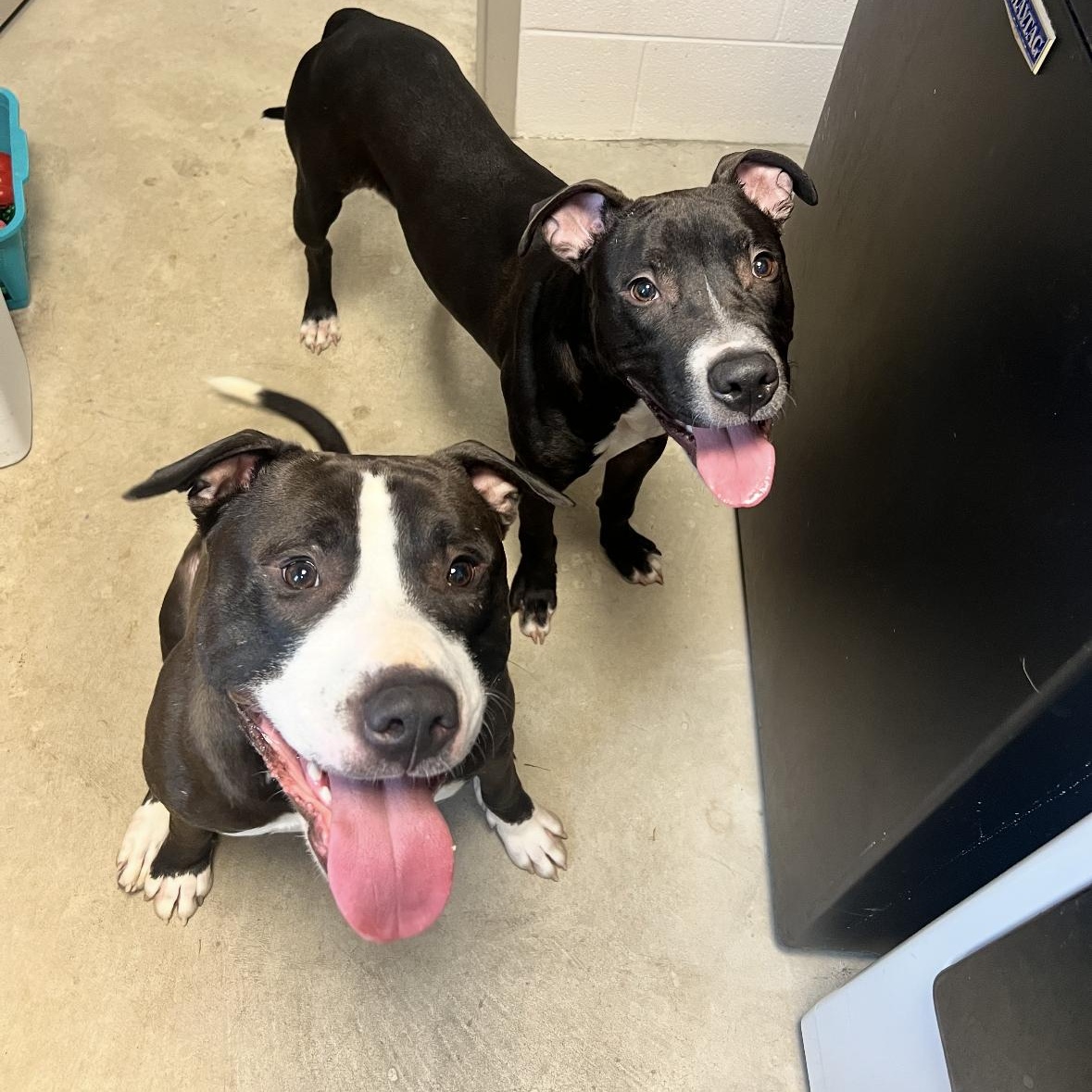 Enlarge Marley, a ADOPTABLE mixed breed in Mount Prospect, IL image 2/6