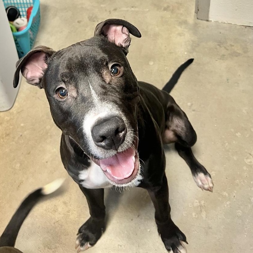 Enlarge Marley, a ADOPTABLE mixed breed in Mount Prospect, IL image 3/6