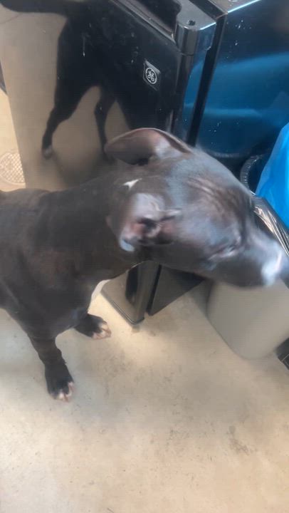 Enlarge Marley, a ADOPTABLE mixed breed in Mount Prospect, IL video 6/6