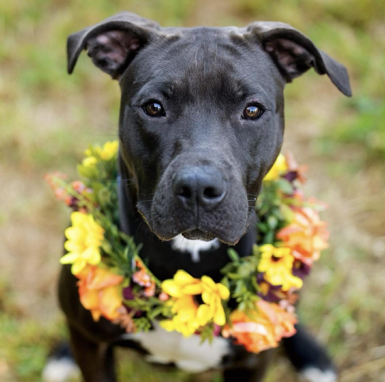 Clementine, adopted, Young Female Pit Bull Terrier.