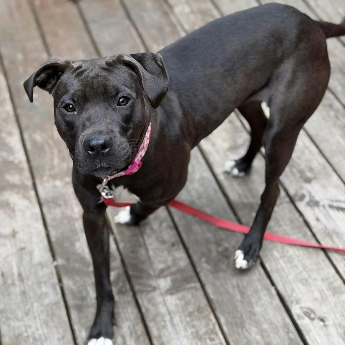 Enlarge Clementine, an adopted mixed breed in Santa Rosa, CA image 2/2