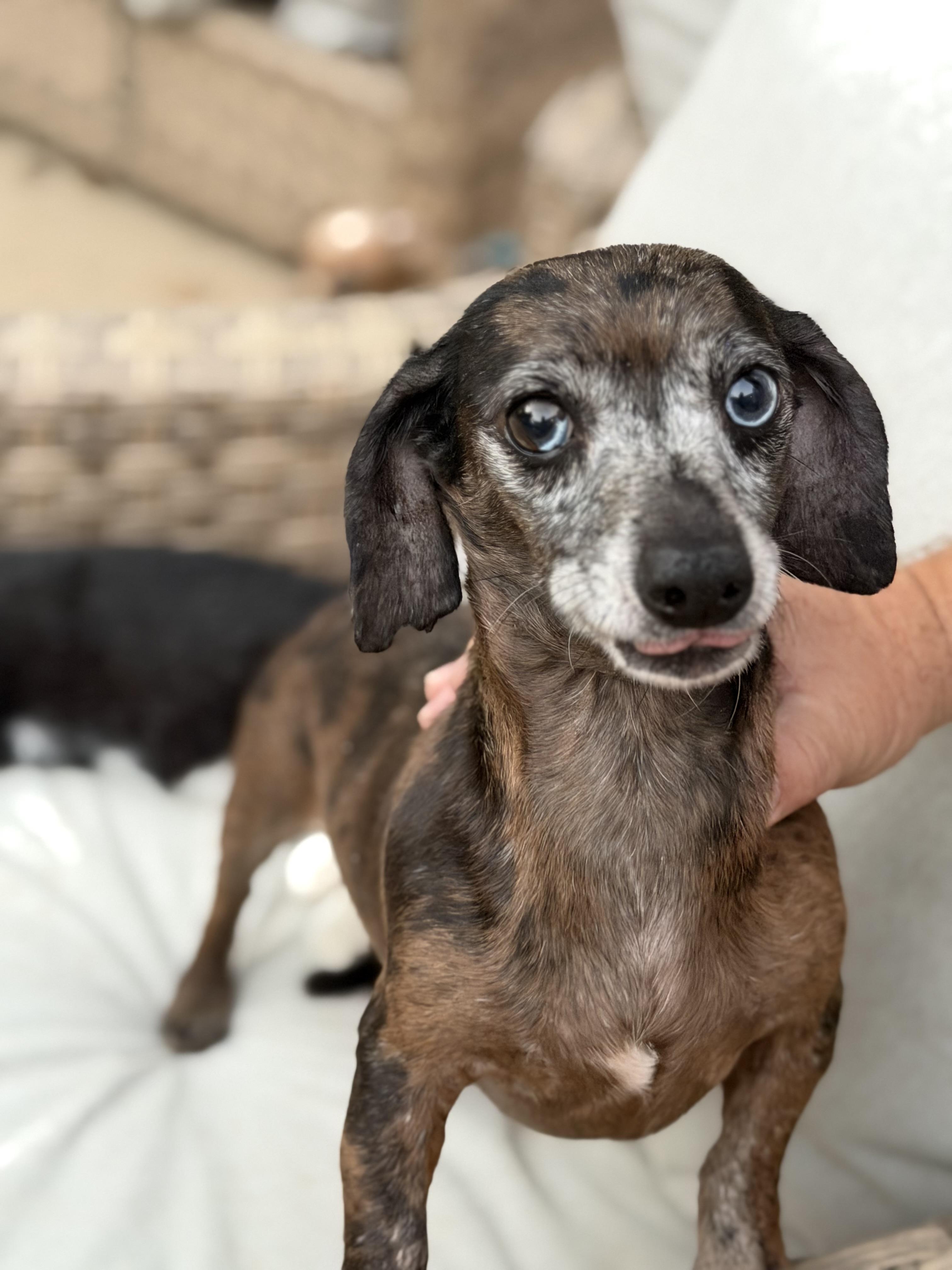 Enlarge CJ, a Adoptable Dachshund in Kings Mountain, NC image 1/6