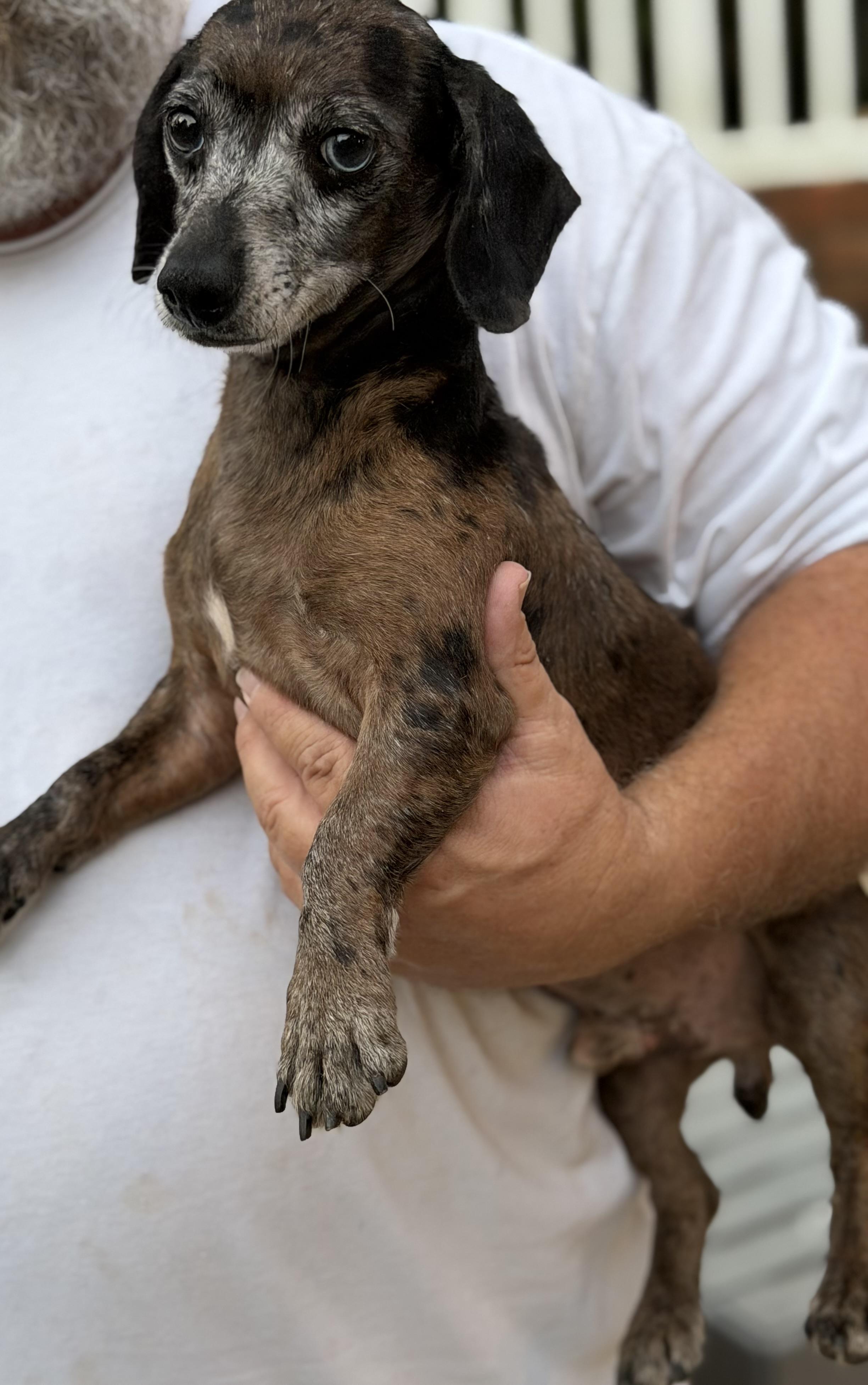 Enlarge CJ, a Adoptable Dachshund in Kings Mountain, NC image 6/6