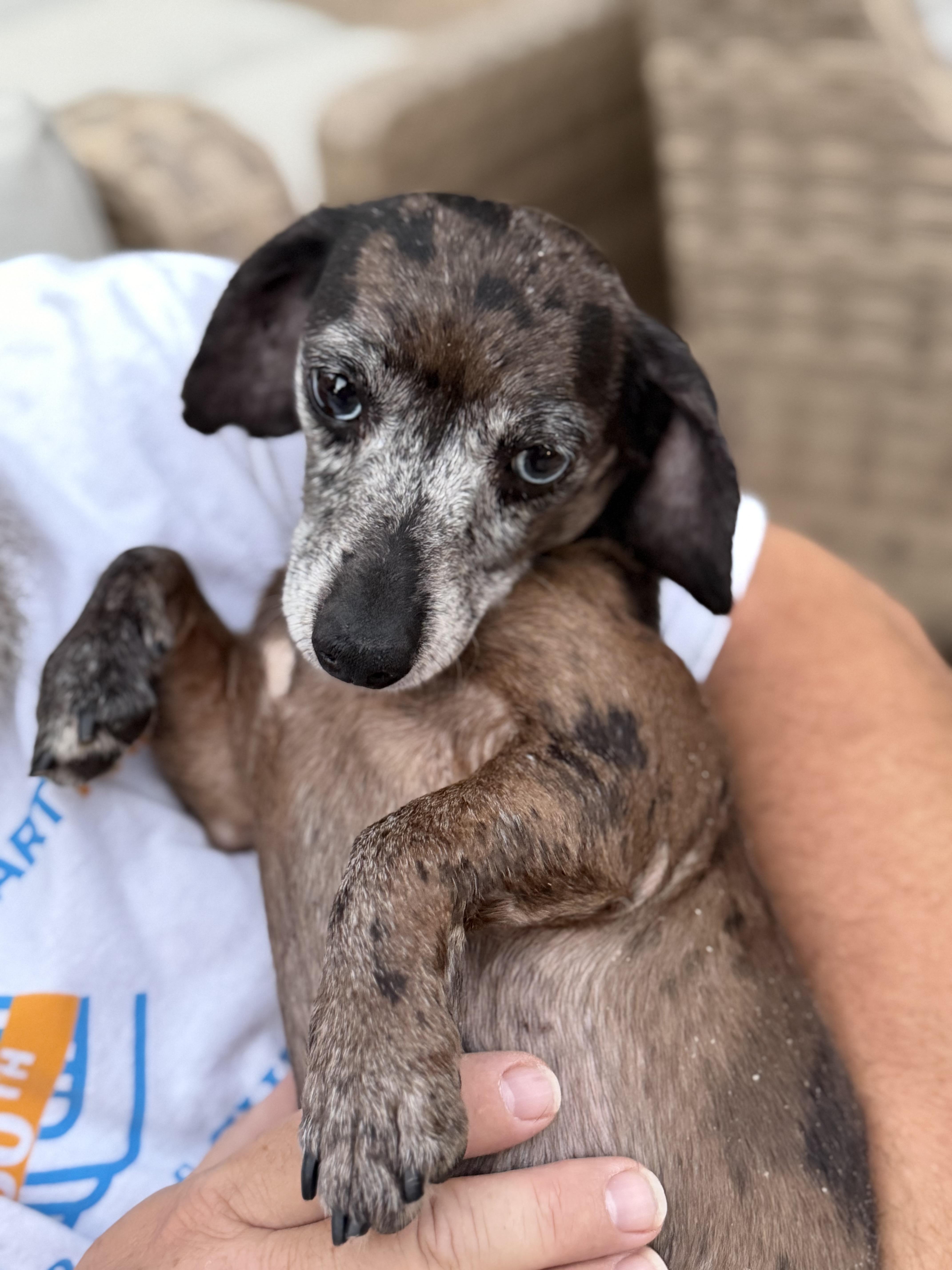 Enlarge CJ, a Adoptable Dachshund in Kings Mountain, NC image 2/6