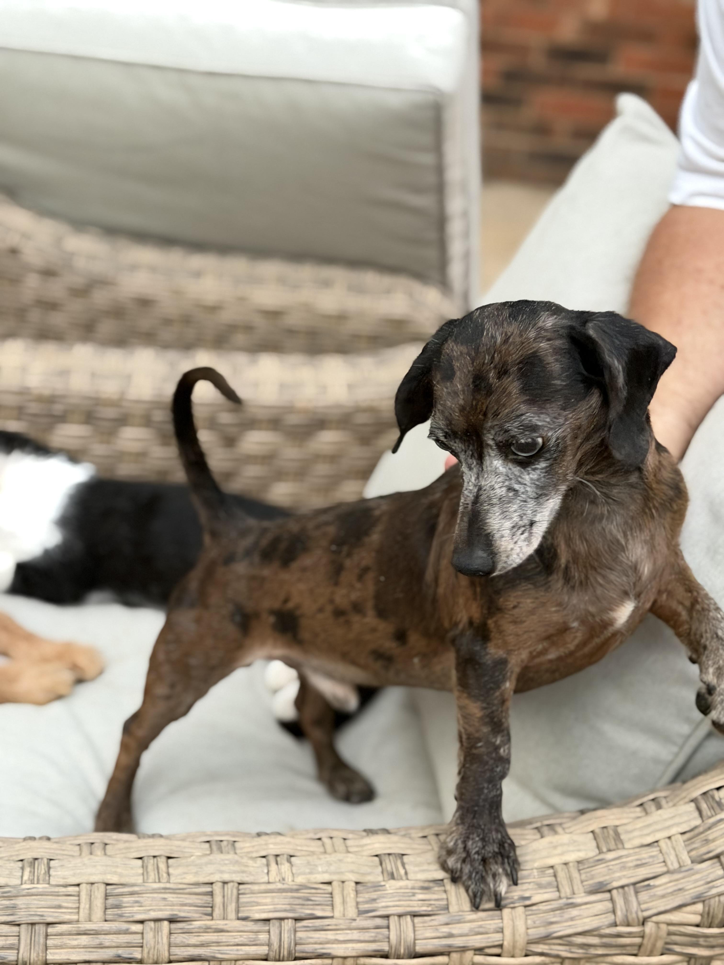 Enlarge CJ, a Adoptable Dachshund in Kings Mountain, NC image 4/6